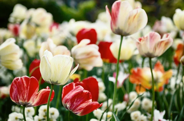 春天草甸与红色和白色的郁金香花 花的季节背景 — 图库照片