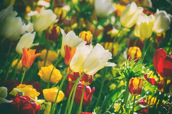 Vår Äng Med Gula Orange Och Vita Tulpan Blommor Blommig — Stockfoto