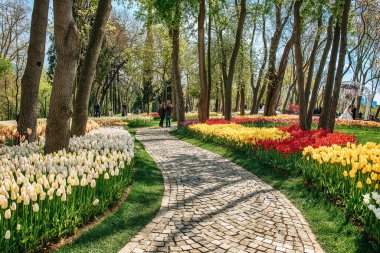 Emirgan Parkı 'nda geleneksel Lale Festivali. İlkbaharda tarihi bir şehir parkı.