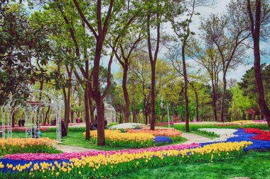 Emirgan Parkı 'nda geleneksel Lale Festivali. İlkbaharda tarihi bir şehir parkı.