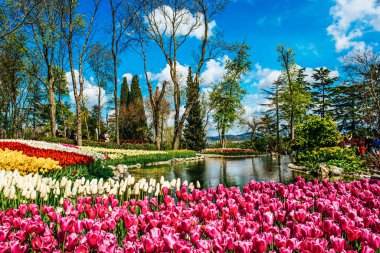 Emirgan Parkı 'nda geleneksel Lale Festivali. İlkbaharda tarihi bir şehir parkı.