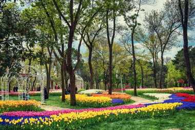 Emirgan Parkı 'nda geleneksel Lale Festivali. İlkbaharda tarihi bir şehir parkı.