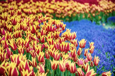 Sarı ve kırmızı laleleri ve mavi çiçekleri olan bahar çayırı, güneşli mevsimlik paskalya arkaplanı