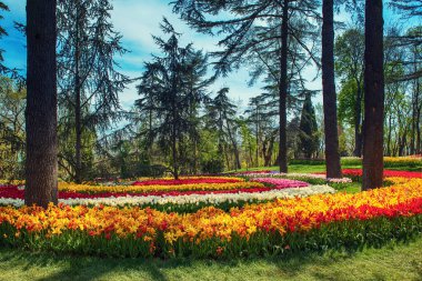 Emirgan Parkı 'nda geleneksel Lale Festivali. İlkbaharda tarihi bir şehir parkı.