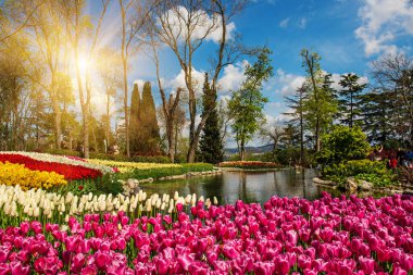 Emirgan Parkı 'nda geleneksel Lale Festivali. İlkbaharda tarihi bir şehir parkı.