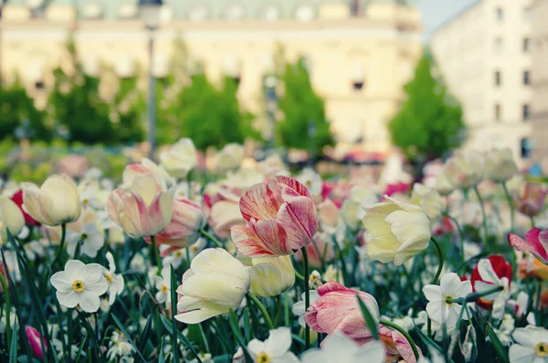 Spring meadow with red and white tulip flowers in Stockholm city, Sweden, floral seasonal background