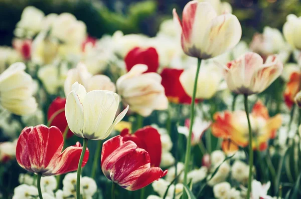 Frühlingswiese Mit Roten Und Weißen Tulpenblüten Blumiger Saisonaler Hintergrund — Stockfoto