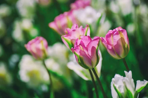 Voorjaar Weiland Met Rode Witte Tulp Bloemen Bloemen Seizoensgebonden Achtergrond — Stockfoto