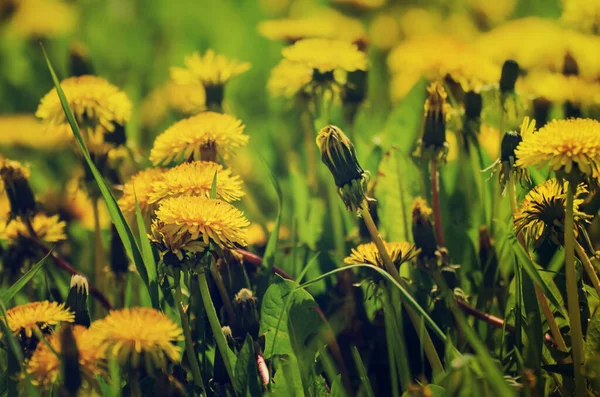 春天里 蒲公英的黄色花朵生长在绿色的草地上 自然的季节植物背景 有复制的空间 — 图库照片