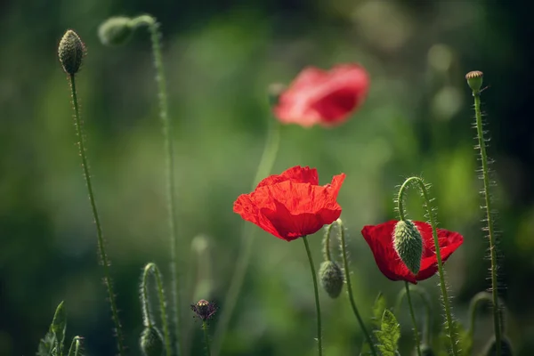 红罂粟花盛开在青草地上 具有自然的季节背景 可作为纪念与和解日的图像 — 图库照片