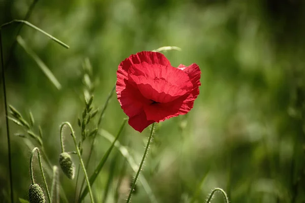 Flores Amapola Roja Floreciendo Campo Hierba Verde Fondo Floral Primavera — Foto de Stock