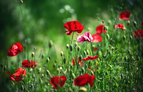 Czerwony Mak Kwiaty Kwitnące Zielonym Polu Trawy Kwiatowy Naturalny Wiosna — Zdjęcie stockowe