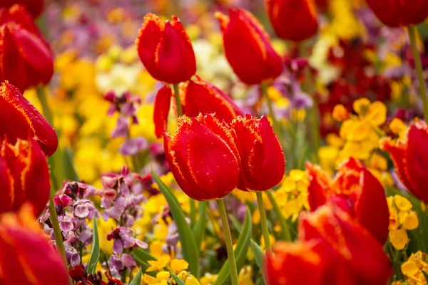 春光明媚的草地 开着红色郁金香花 植物自然季节的东方背景 有复制空间 — 图库照片