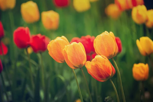 Vår Äng Med Gula Och Röda Tulpan Blommor Blommig Soliga — Stockfoto