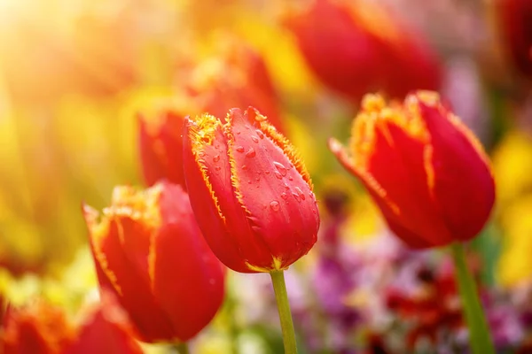 Lente Zonnige Weide Met Rode Tulp Bloemen Bloemen Natuurlijke Seizoensgebonden — Stockfoto