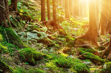 Yol ve yeşil ağaçlarla kaplı karamsar bir yaz ormanı, doğal bağbozumu arka planı. Ukrayna. Carpatian Dağları