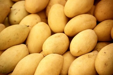 Tayland pazarında arka plan olarak bir sürü taze sarı mango, Tropik mevsimlik egzotik meyveler