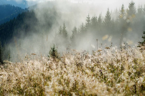 Foggy morning shiny summer landscape with mist, golden meadow and fir trees