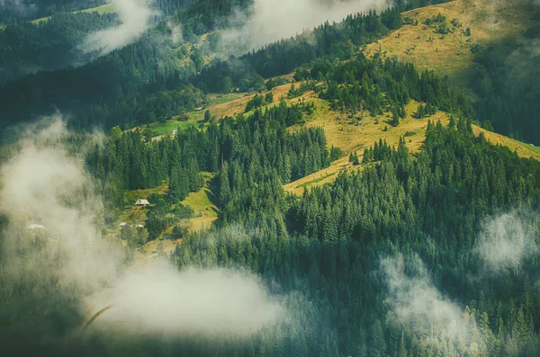 Sisli Bir Yaz Sabahı Dağ Manzarası Köknar Ağaçları Bulutlarla Dolu — Stok fotoğraf
