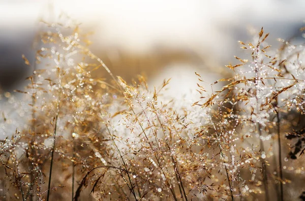 Herbe Argentée Sur Une Prairie Avec Des Gouttes Eau Rosée — Photo