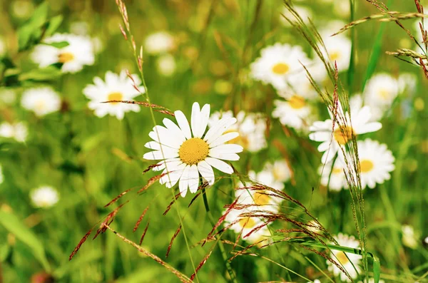 Wild Camomile Daisy Flowers Growing Green Meadow Copy Space Natural — Stock Photo, Image