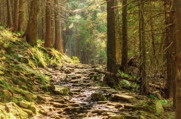 Summer Moody Forest Path Green Trees Natural Outdoor Vintage Background — Zdjęcie stockowe