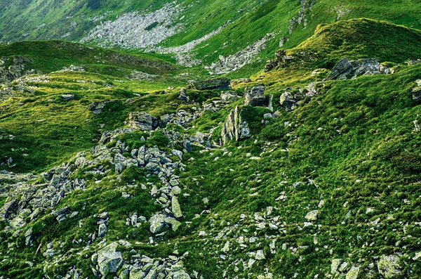 Carpathian Mountains Summer Landscape Seasonal Natural Background Green Hills — Stock Photo, Image