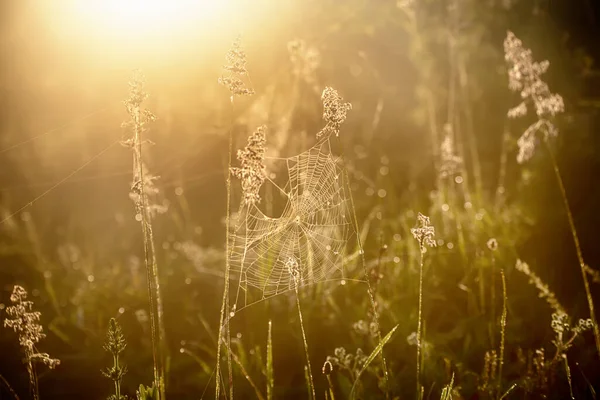 Літні Золоті Рослини Краплями Роси Блискучою Павутиною Макро Сонячний Природний — стокове фото