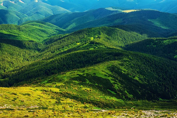 Karpaterna Berg Sommar Landskap Säsongsbetonad Naturlig Bakgrund Med Gröna Kullar — Stockfoto