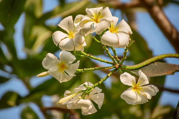 เมเร ขาว ดอกไม ในเกาะเขตร ดอกไม ประเพณ ไทย สปา และแนวค ดการพ — ภาพถ่ายสต็อก