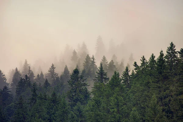 Nebelverhangene Berglandschaft Mit Tannenwald Und Kopierraum Retro Hipster Stil — Stockfoto