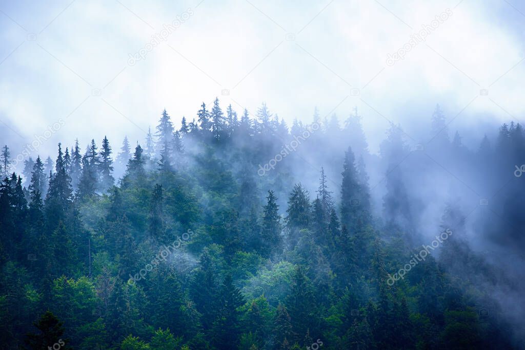 Misty foggy mountain landscape with fir forest and copyspace in vintage retro hipster style