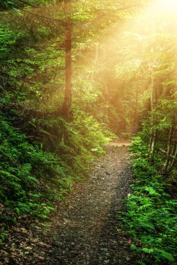 Yaz yeşil ormanı, yol ve güneş parlıyor, doğal mevsimlik arka plan..
