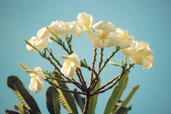 White Plumaria Flowers Tropical Island Blue Sky Background Thailand Traditional — Stock Photo, Image