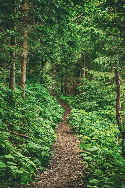 Dunkler Stimmungsvoller Wald Mit Pfad Und Grünen Bäumen Natürlicher Outdoor — Stockfoto