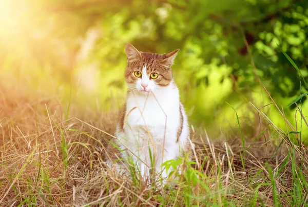 一只长着绿色眼睛的胖胖的灰色流浪猫的画像 它坐在草地上 看着动物的自然背景 — 图库照片