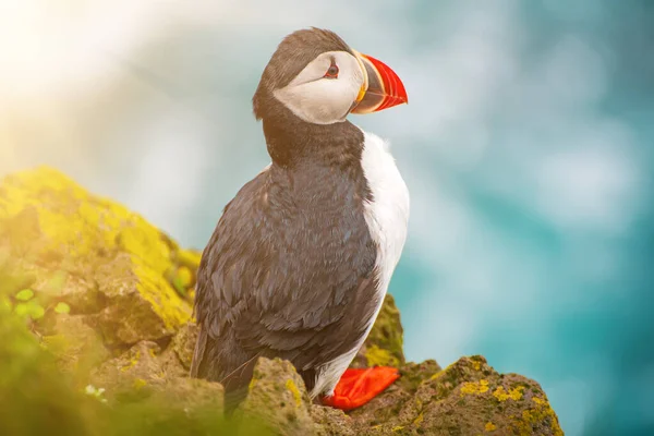 Enda Atlantisk Puffins Står Klippan Över Havet Djur Utomhus Bakgrund — Stockfoto