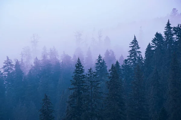 Туманный Горный Ландшафт Еловым Лесом Копипространством Стиле Ретро Хипстеров — стоковое фото