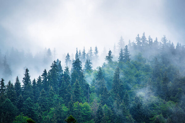Misty foggy mountain landscape with fir forest and copyspace in vintage retro hipster style
