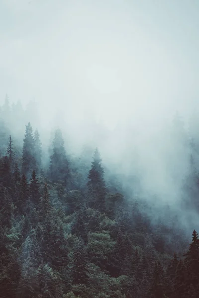 Nebelverhangene Berglandschaft Mit Tannenwald Und Kopierraum Retro Hipster Stil — Stockfoto