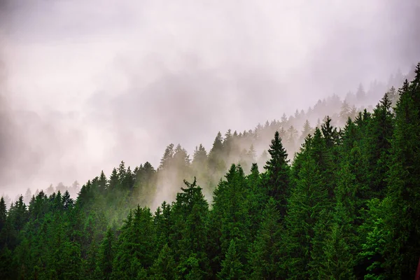 Nebelverhangene Berglandschaft Mit Tannenwald Und Kopierraum Retro Hipster Stil — Stockfoto