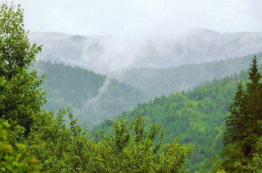 Sisli yaz sabahı dağ manzarası, ağaçların çerçeveli muhteşem hipster arka planı. Eski tonlama.