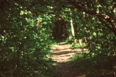 Yaz yeşili orman yolu, doğal açık hava mevsimsel arka plan.