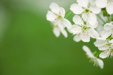 Baharda çiçek açan yeşil yapraklar, makro, çerçeve