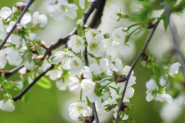 Bloei Van Kersenbloemen Het Voorjaar Met Groene Bladeren Copyspace Natuurlijke — Stockfoto