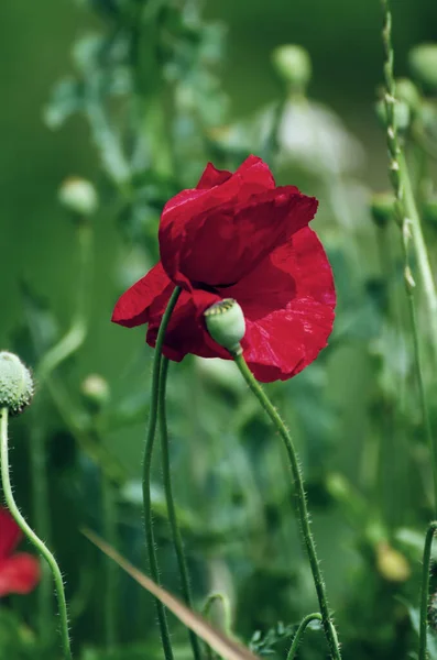 緑の草原に咲く赤いポピーの花 花の自然な春の背景は 思い出と和解の日のイメージとして使用することができます — ストック写真