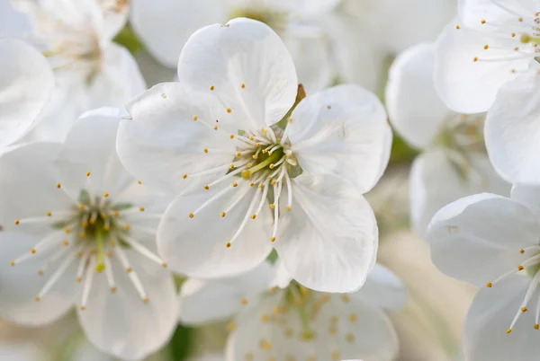 Floração Flores Cereja Primavera Fundo Floral Sazonal Natural Imagem Macro — Fotografia de Stock