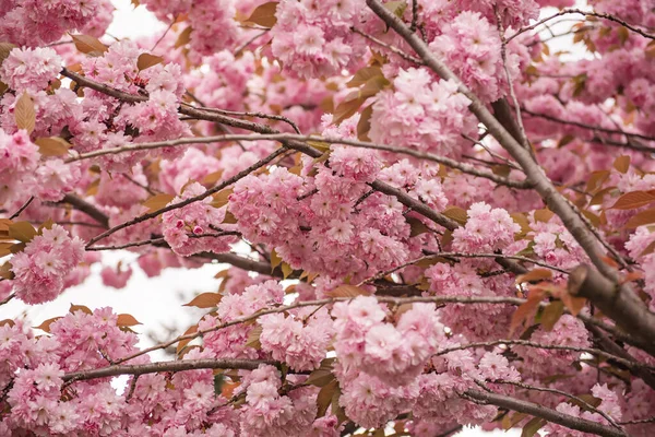 Fiori Rosa Freschi Sakura Che Crescono Giardino Naturale Primavera Sfondo — Foto Stock