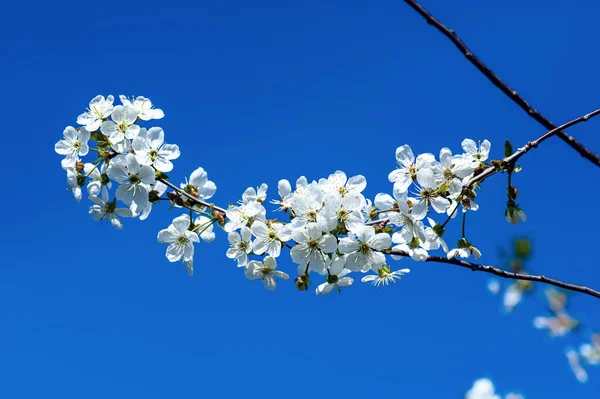 Fioritura Fiori Ciliegio Primavera Contro Cielo Blu Sfondo Naturale Stagionale — Foto Stock