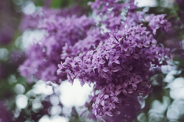 Yeşil Yapraklı Leylak Çiçekleri Çiçekli Klasik Hipster Arka Planı — Stok fotoğraf